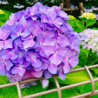 IMG_1350